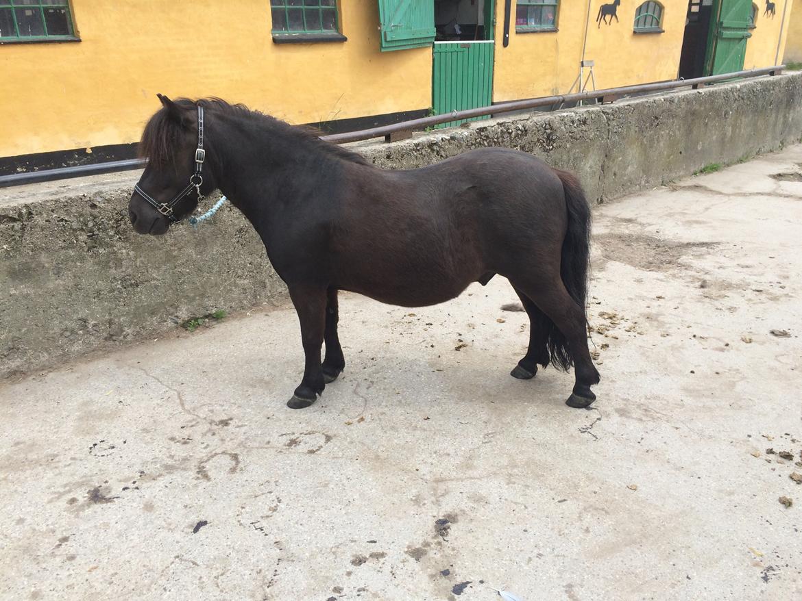 Shetlænder Harley billede 46