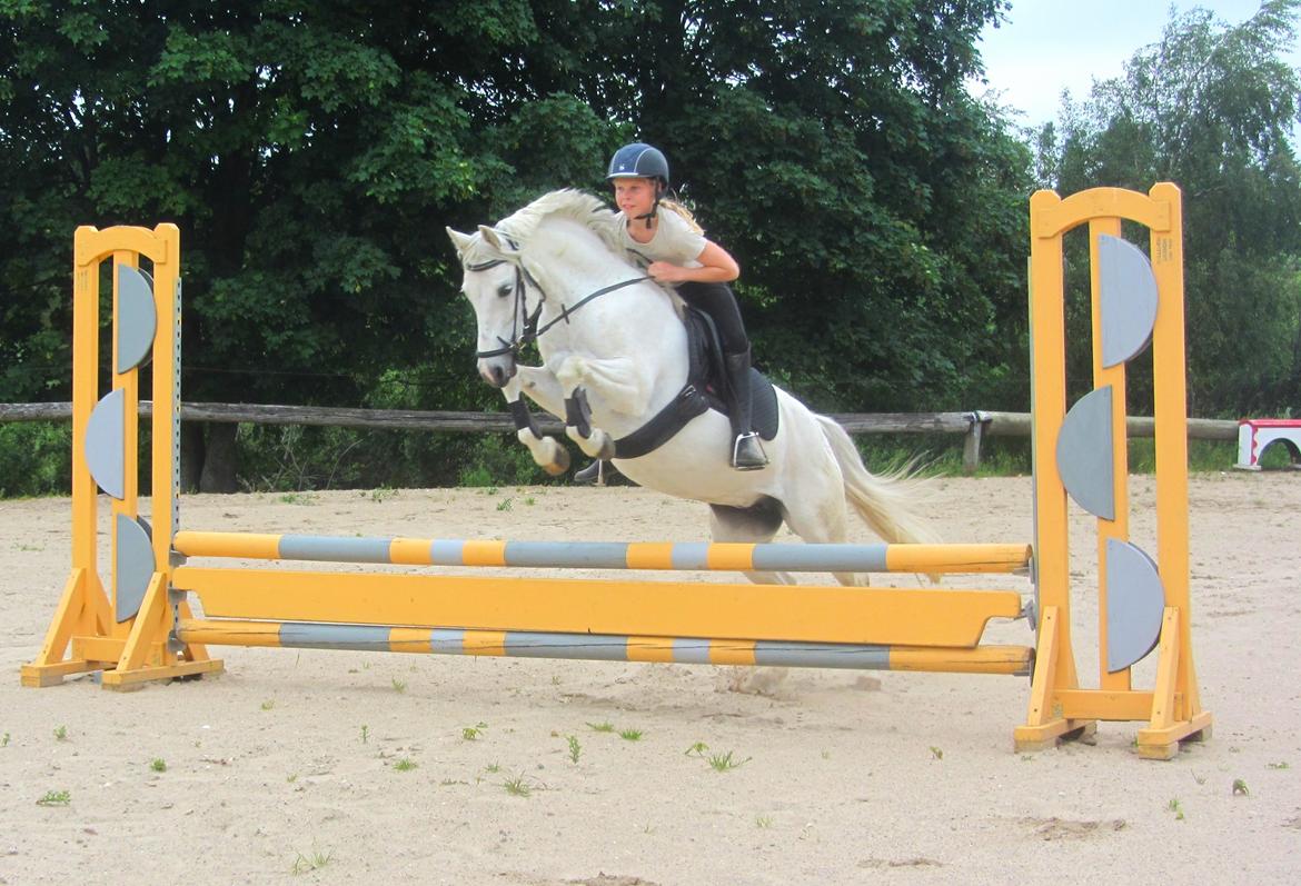 Welsh Pony (sec B) Lyngvejens Kira billede 15