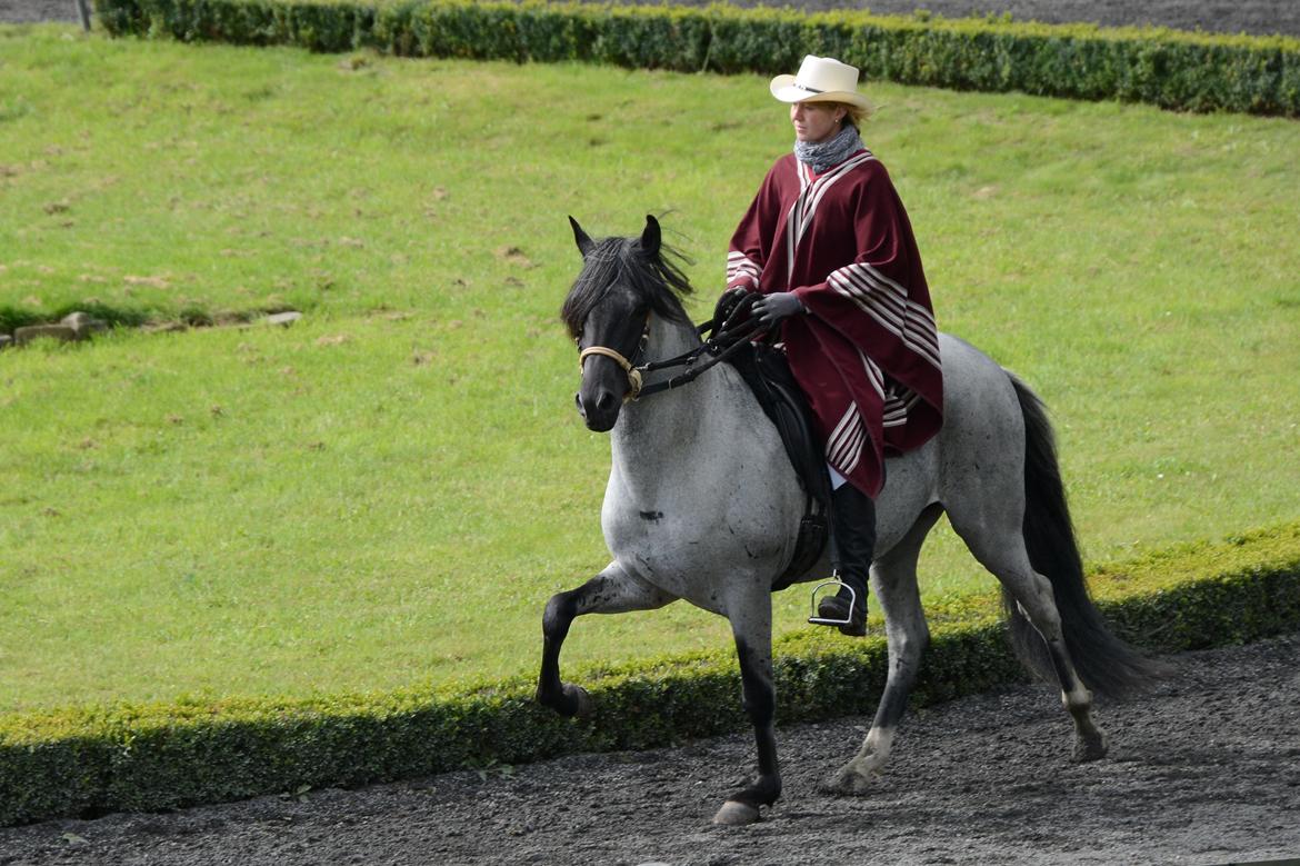 Paso-Peruanos Talgo billede 48