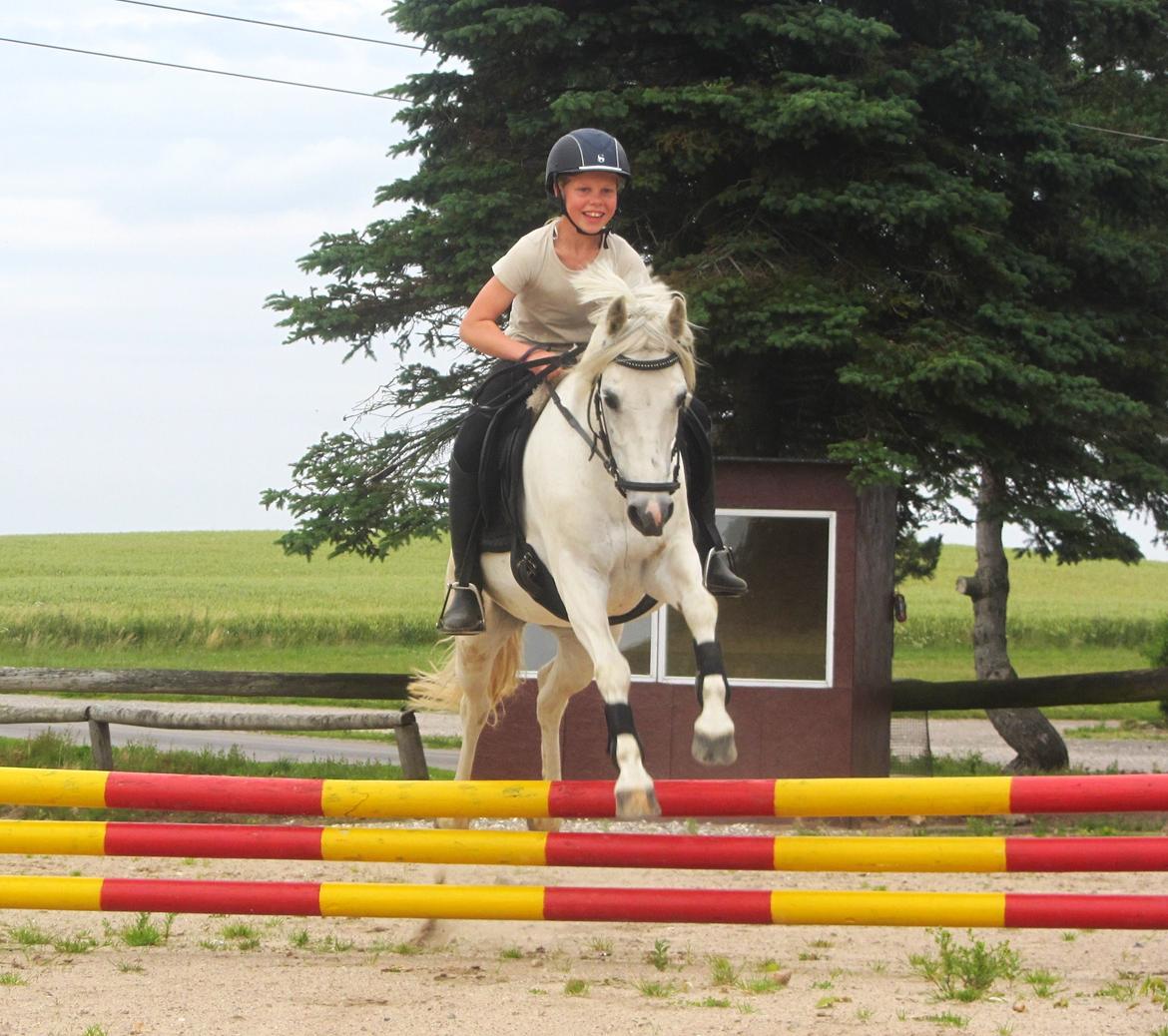 Welsh Pony (sec B) Lyngvejens Kira billede 2