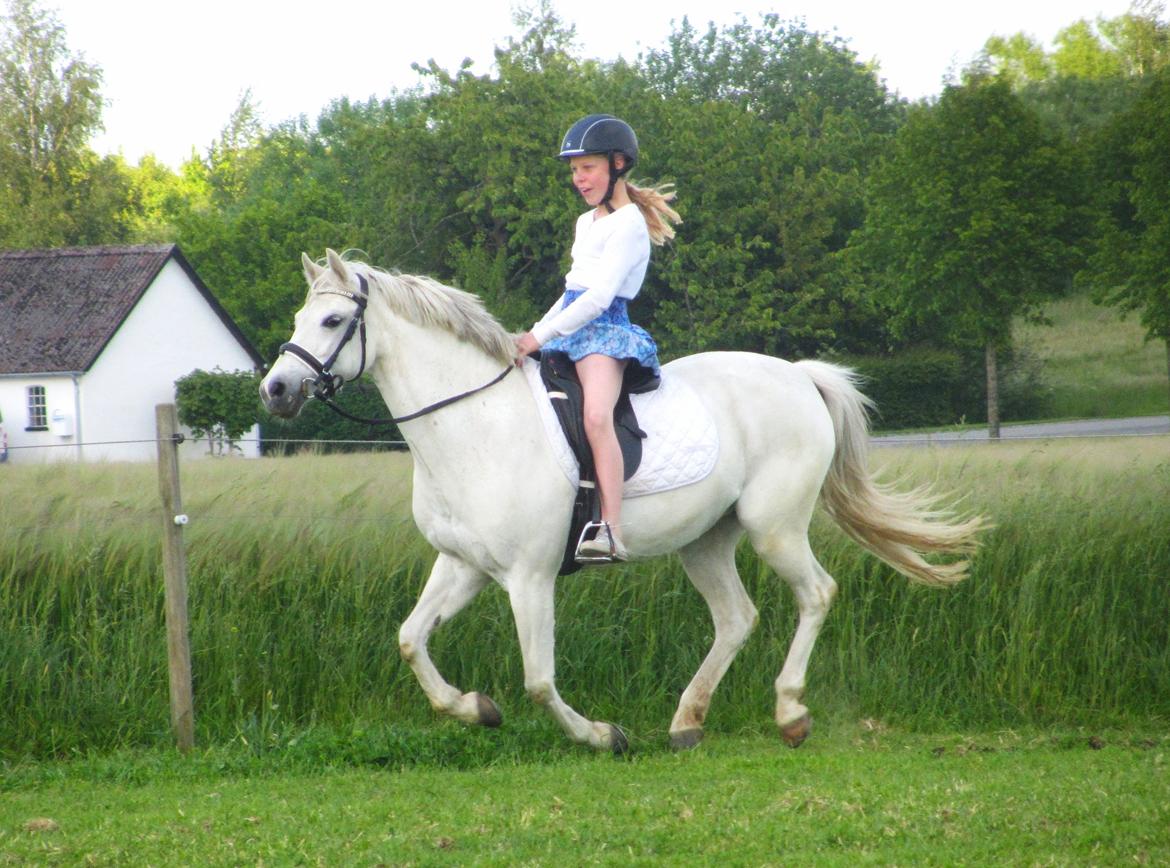 Welsh Pony (sec B) Lyngvejens Kira billede 4