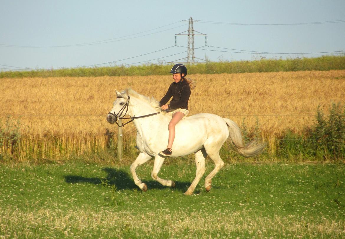 Welsh Pony (sec B) Lyngvejens Kira billede 12