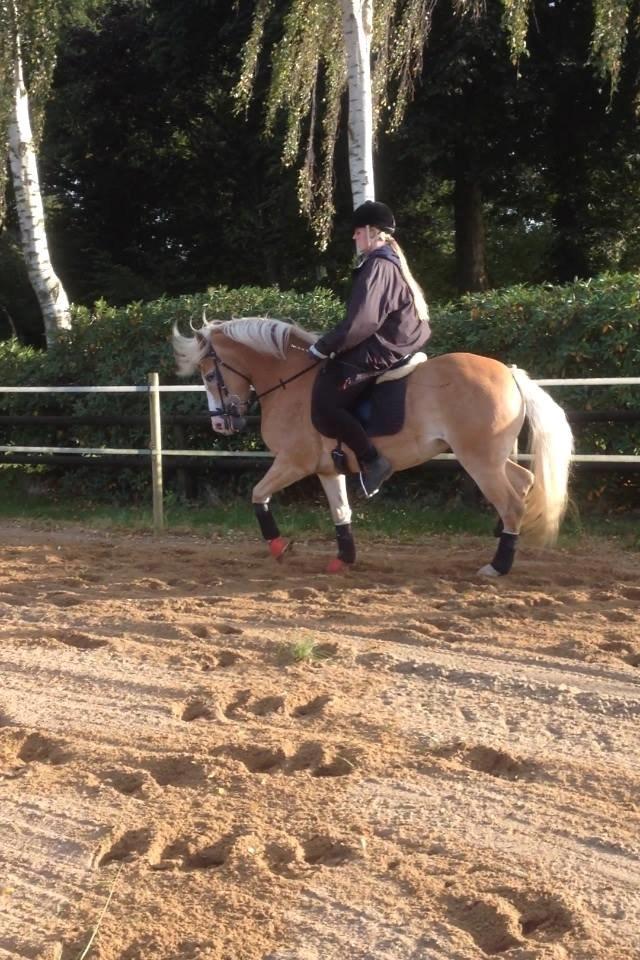 Haflinger Leris billede 18