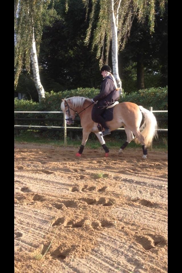 Haflinger Leris billede 20