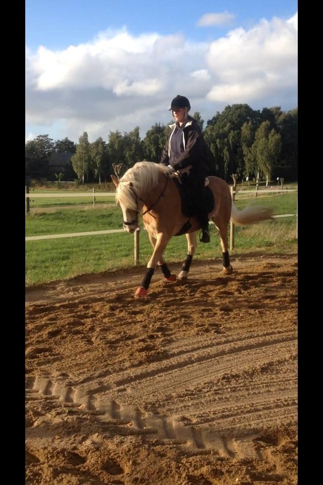 Haflinger Leris billede 15