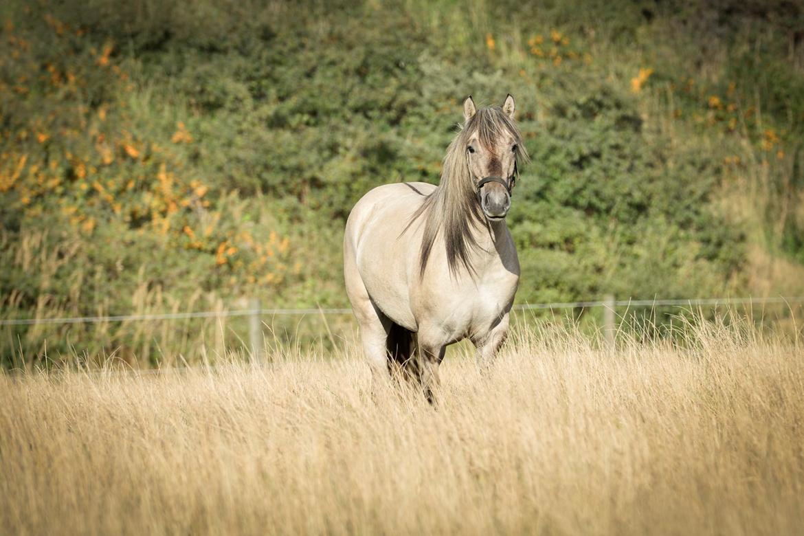 Highland Pony Torrin of Talisker billede 5