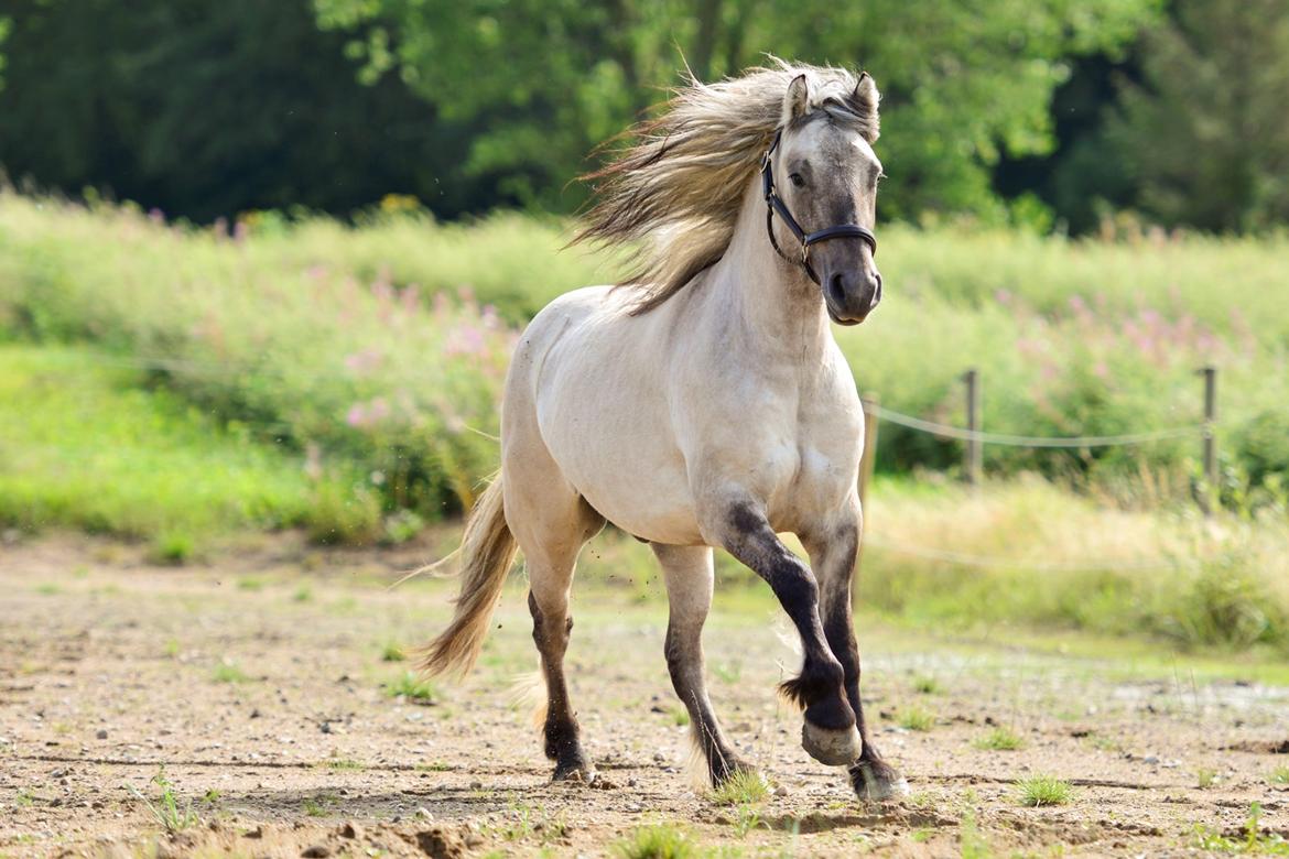 Highland Pony Torrin of Talisker billede 3