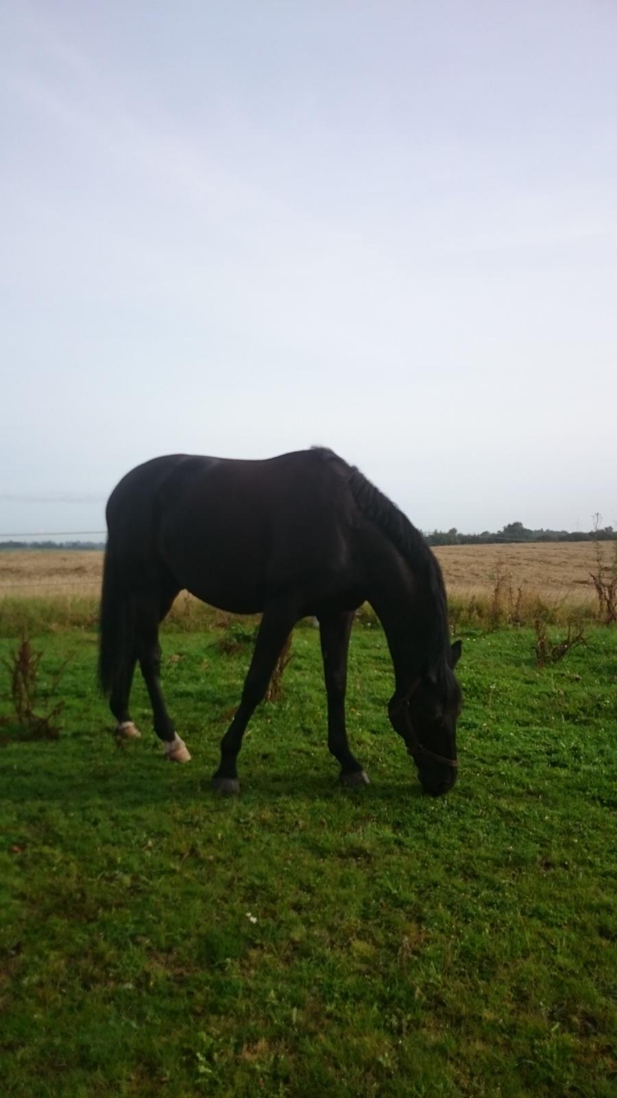 Oldenborg Bastian Af Regal - September 2015 billede 16