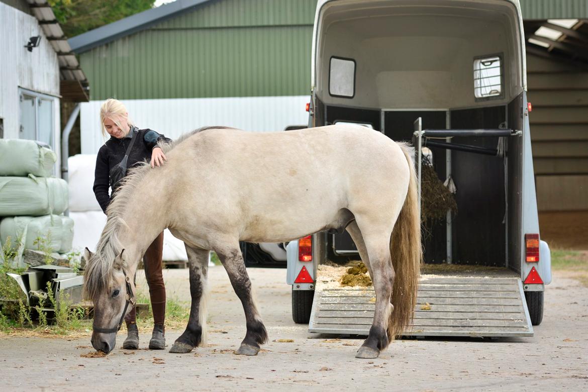 Highland Pony Torrin of Talisker billede 10