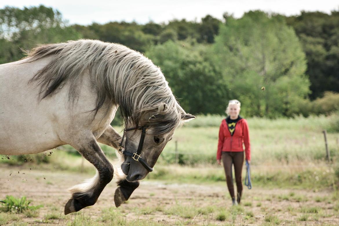 Highland Pony Torrin of Talisker billede 14