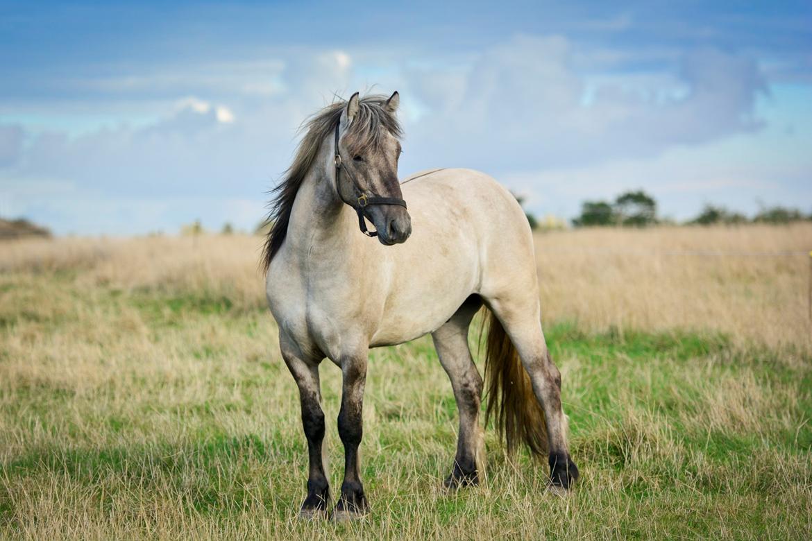 Highland Pony Torrin of Talisker billede 12