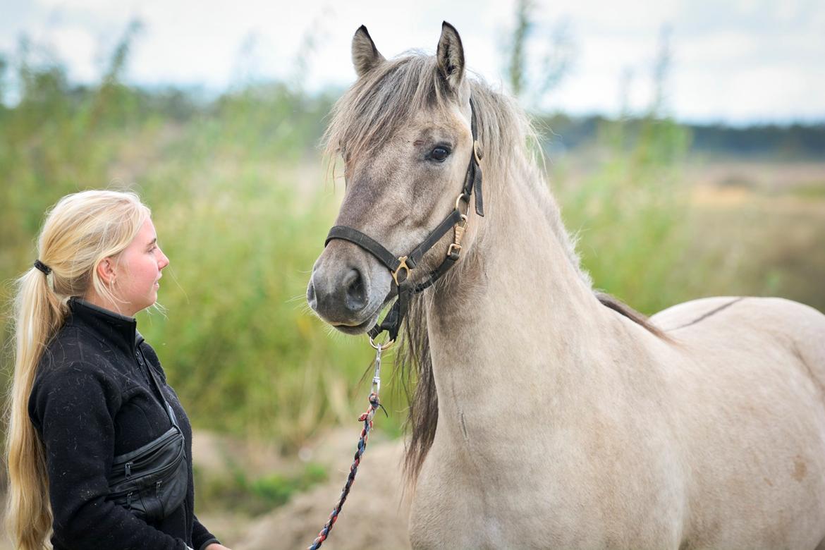 Highland Pony Torrin of Talisker billede 13