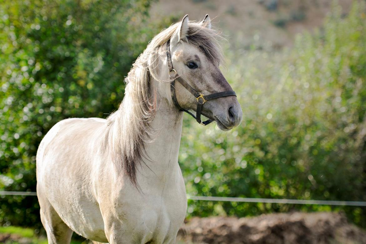 Highland Pony Torrin of Talisker billede 16