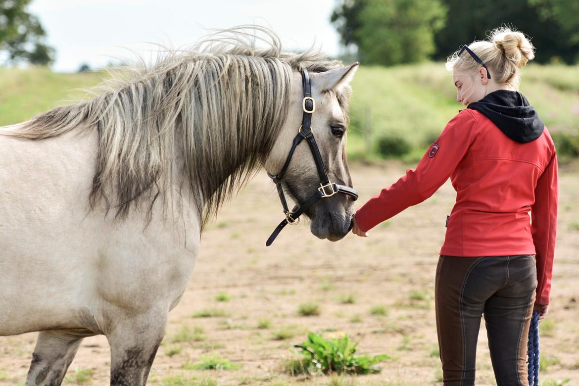 Highland Pony Torrin of Talisker billede 17