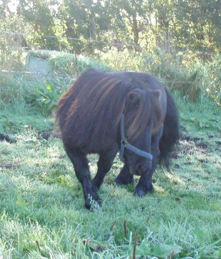 Anden særlig race Buster (Jarl) Sorte ganger billede 8