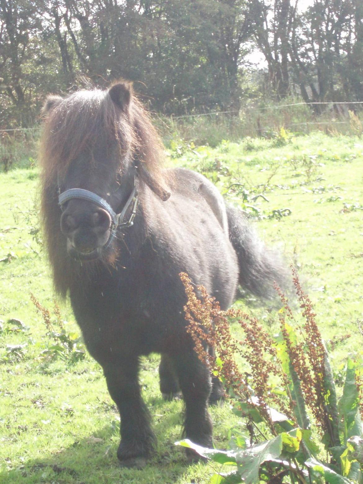 Anden særlig race Buster (Jarl) Sorte ganger billede 11