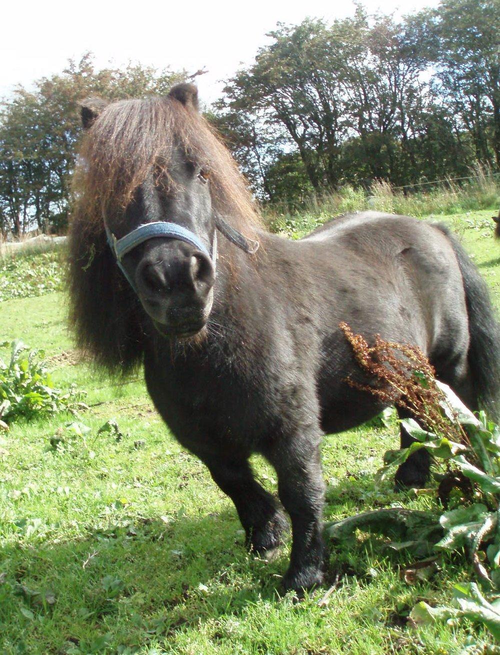 Anden særlig race Buster (Jarl) Sorte ganger billede 12