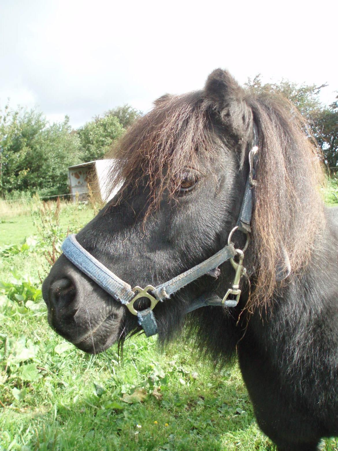 Anden særlig race Buster (Jarl) Sorte ganger billede 7