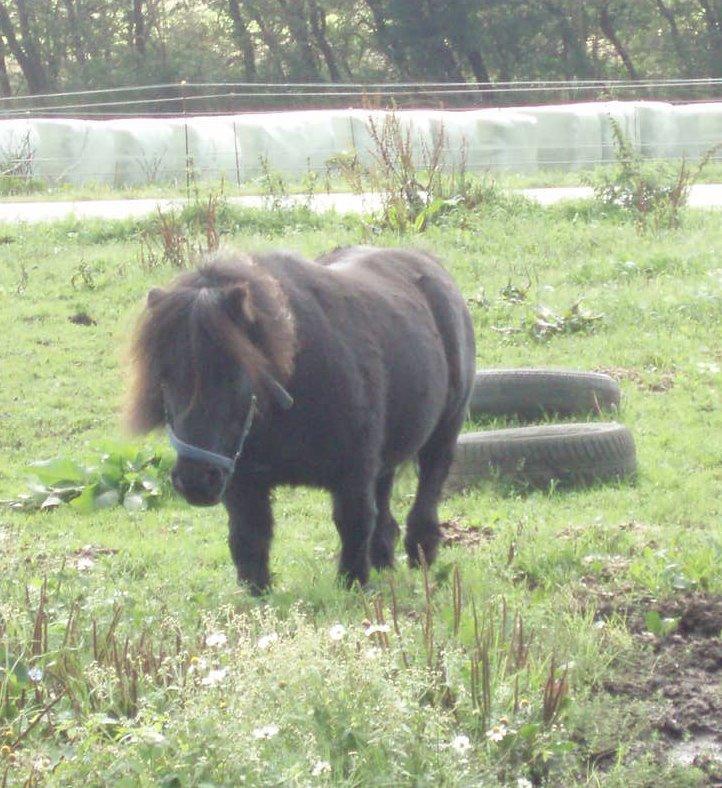 Anden særlig race Buster (Jarl) Sorte ganger billede 10