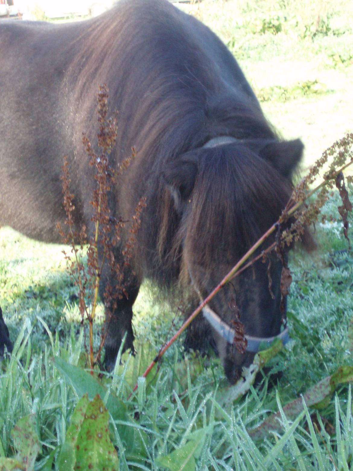 Anden særlig race Buster (Jarl) Sorte ganger billede 9
