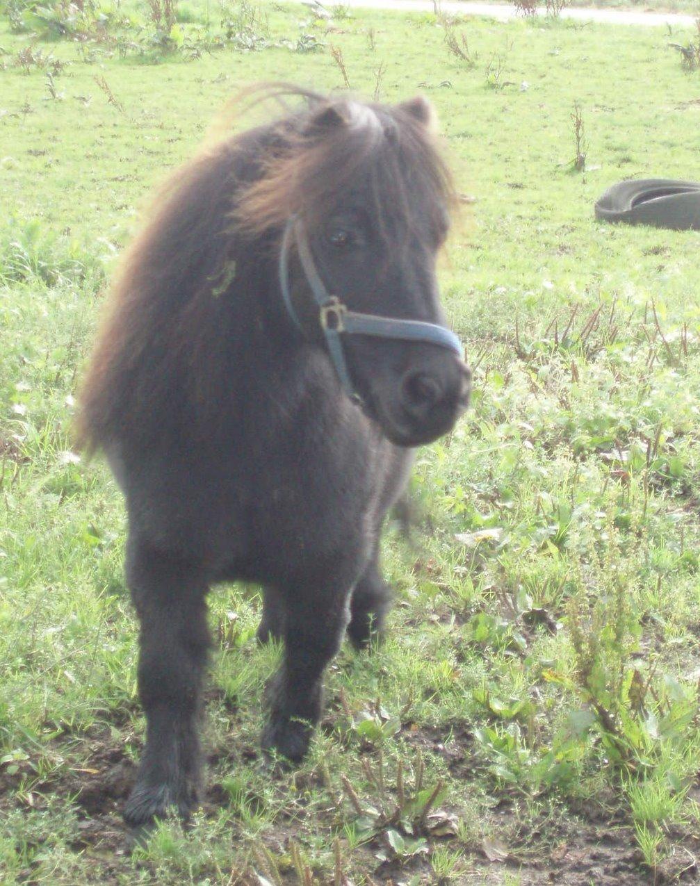 Anden særlig race Buster (Jarl) Sorte ganger billede 13