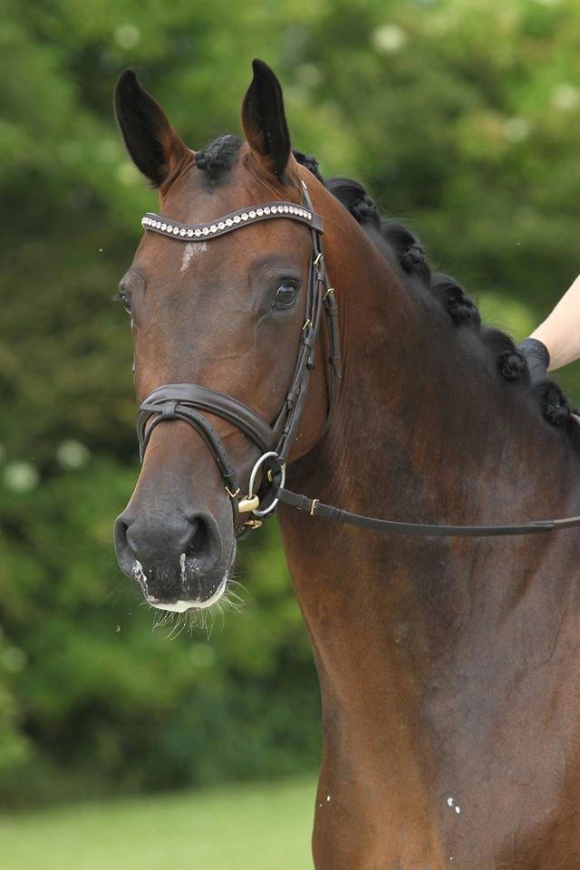 Dansk Varmblod Calibra-agg billede 1