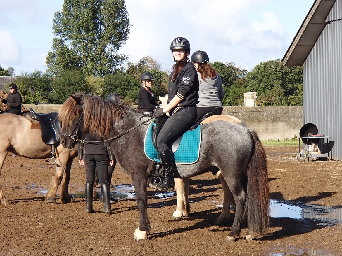 Islænder LITFARI BLÅBJERG billede 14