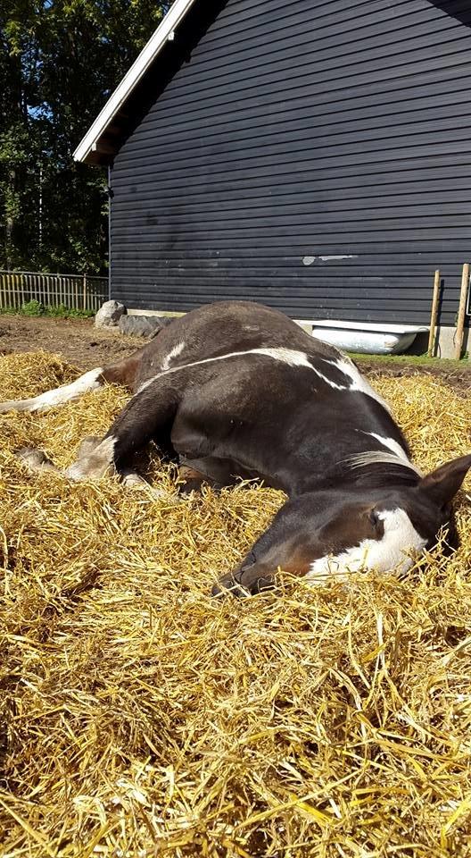 Pinto La Tinka Primavera *Min baby&Dulle2* - Træt unghestebasse efter at have haft ondt i maven. 26/09-2015 billede 7