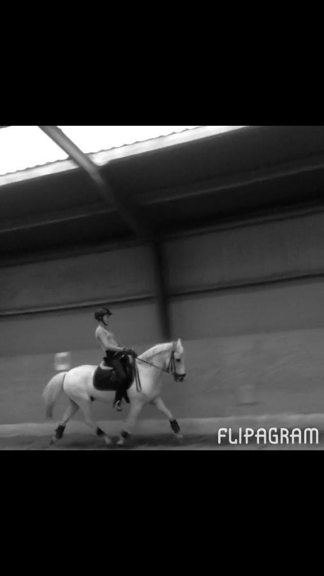 Welsh Pony (sec B) Bjerregårds bravour billede 10
