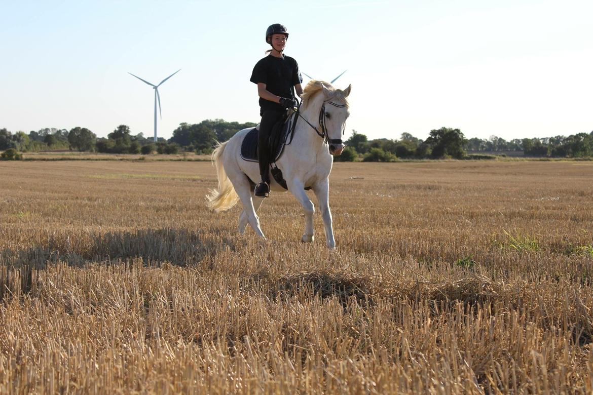 Welsh Pony (sec B) Bjerregårds bravour billede 1