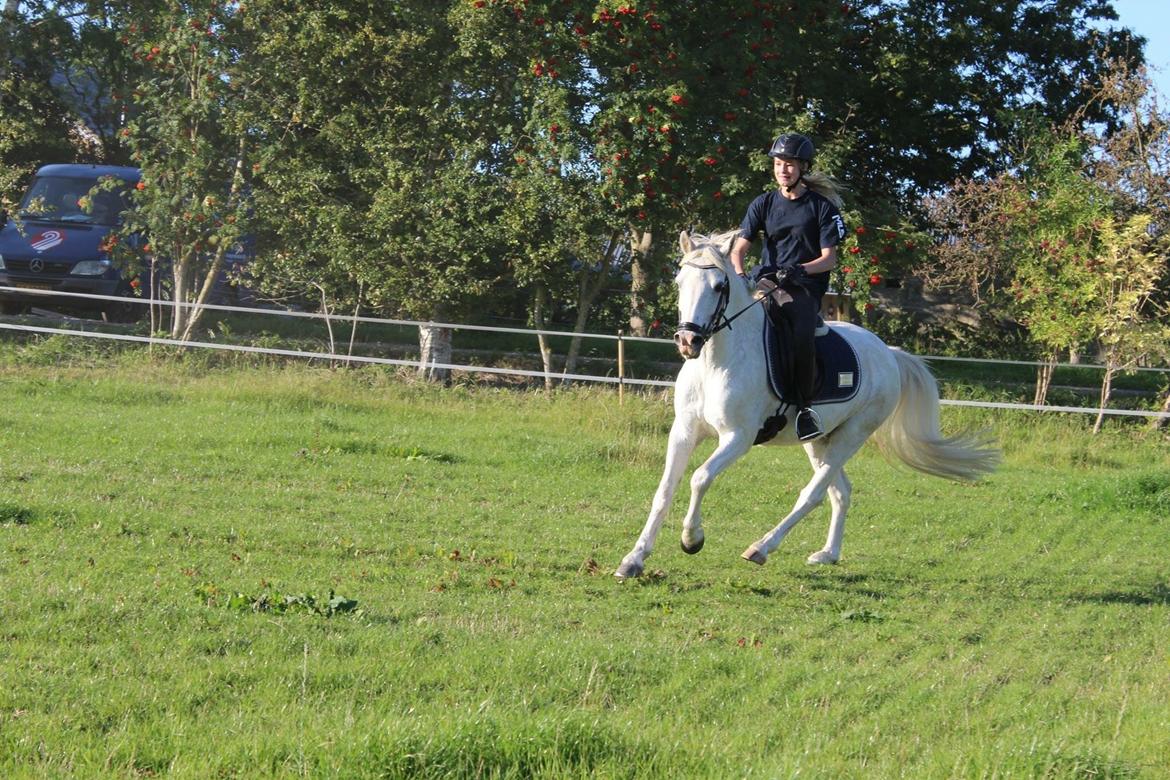 Welsh Pony (sec B) Bjerregårds bravour billede 14