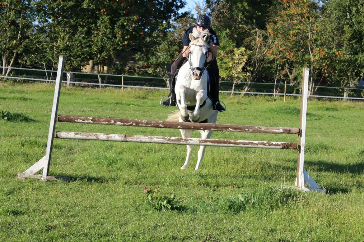 Welsh Pony (sec B) Bjerregårds bravour billede 16