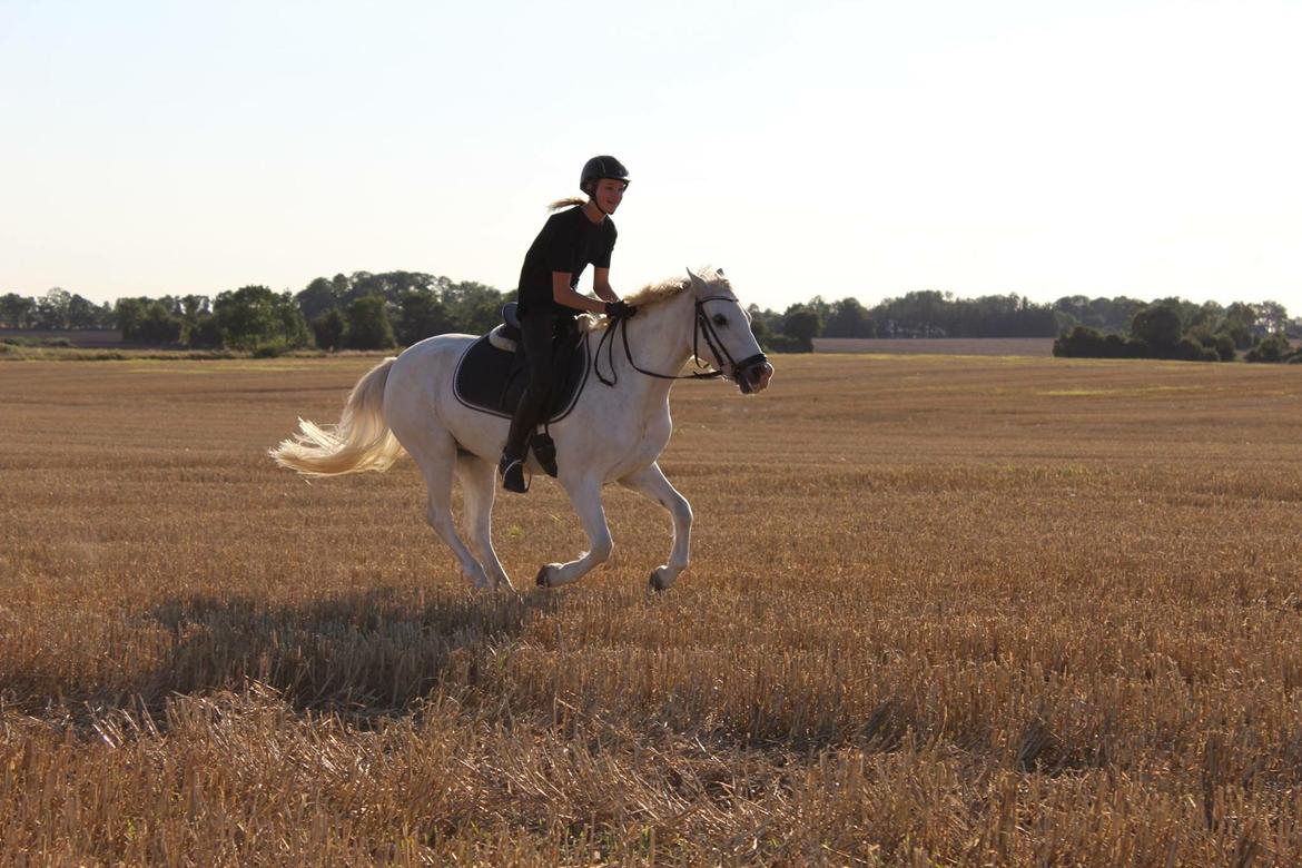 Welsh Pony (sec B) Bjerregårds bravour billede 19