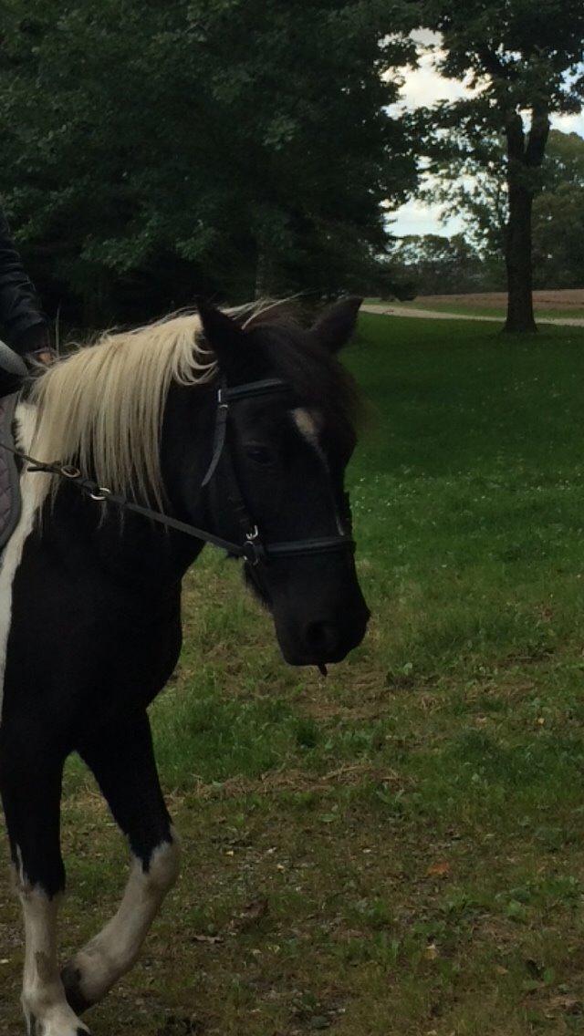 Anden særlig race Sorteper <3 - Så dygtig billede 9