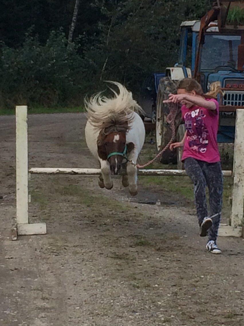 Shetlænder Billyboy <3 billede 8