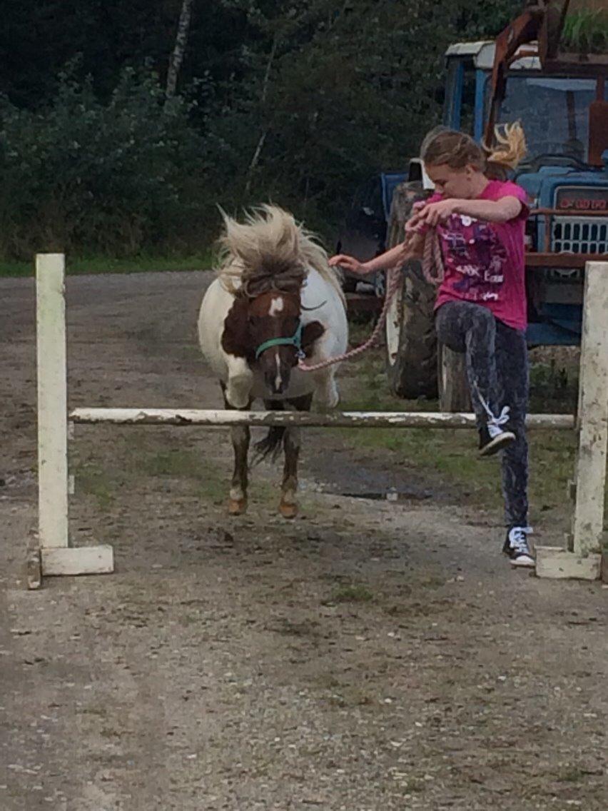 Shetlænder Billyboy <3 billede 7