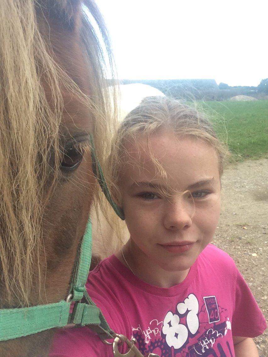 Shetlænder Billyboy <3 billede 9