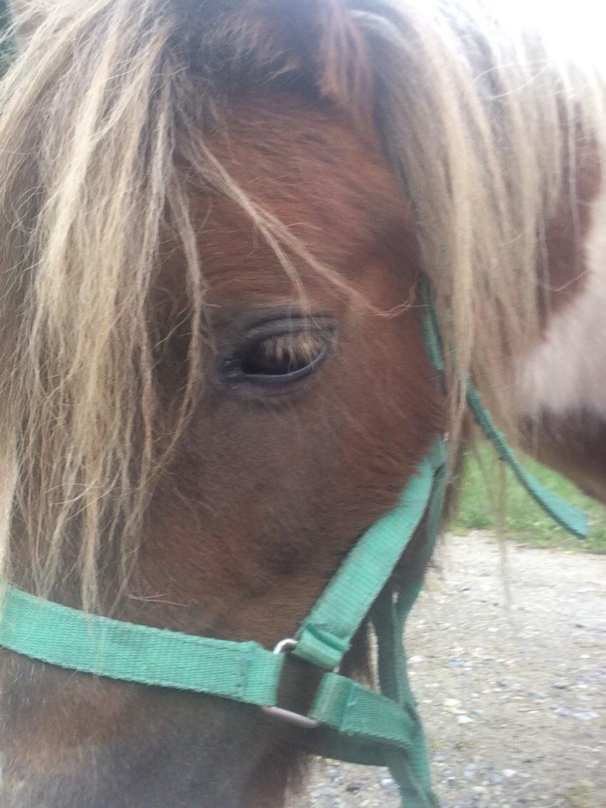 Shetlænder Billyboy <3 billede 10