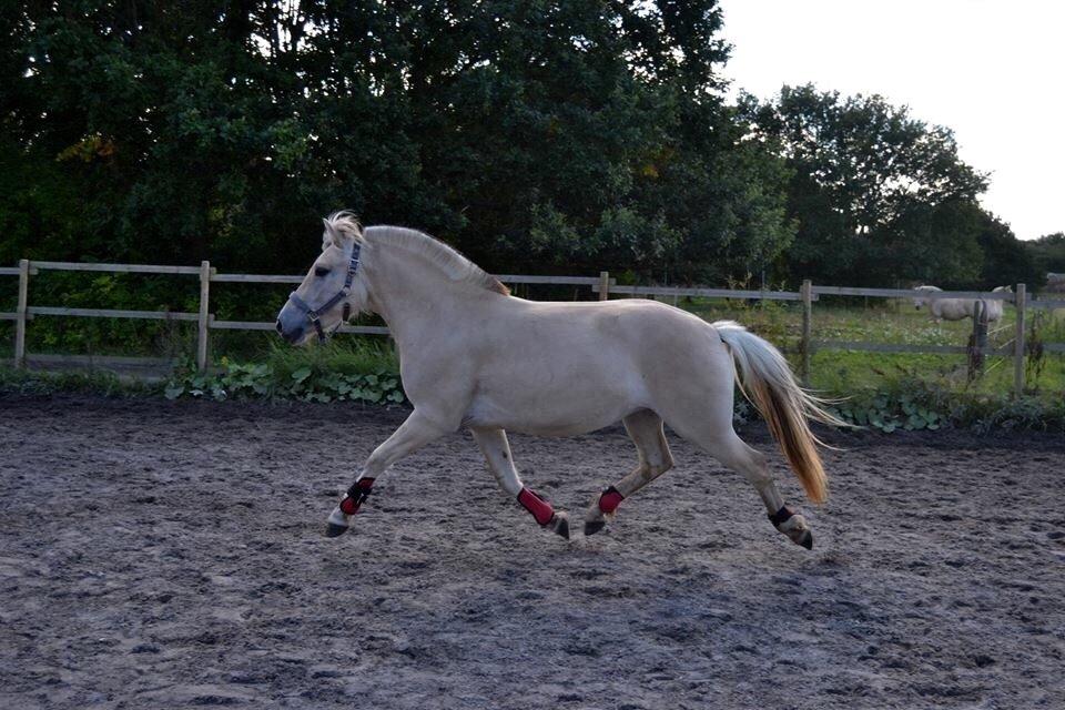 Fjordhest Hjorthøj's Tro billede 7