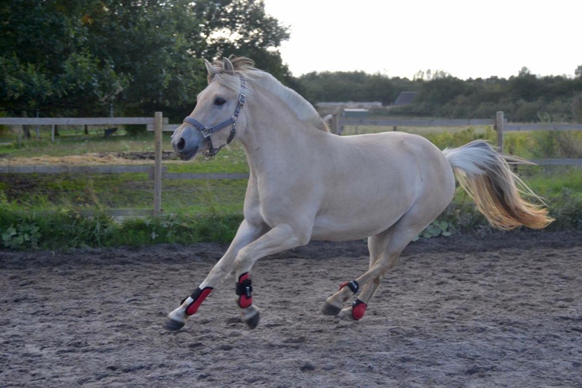 Fjordhest Hjorthøj's Tro billede 9