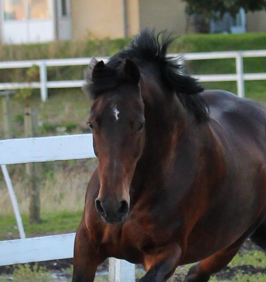 Welsh Cob (sec D) Avonvalley Lara-Croft billede 5