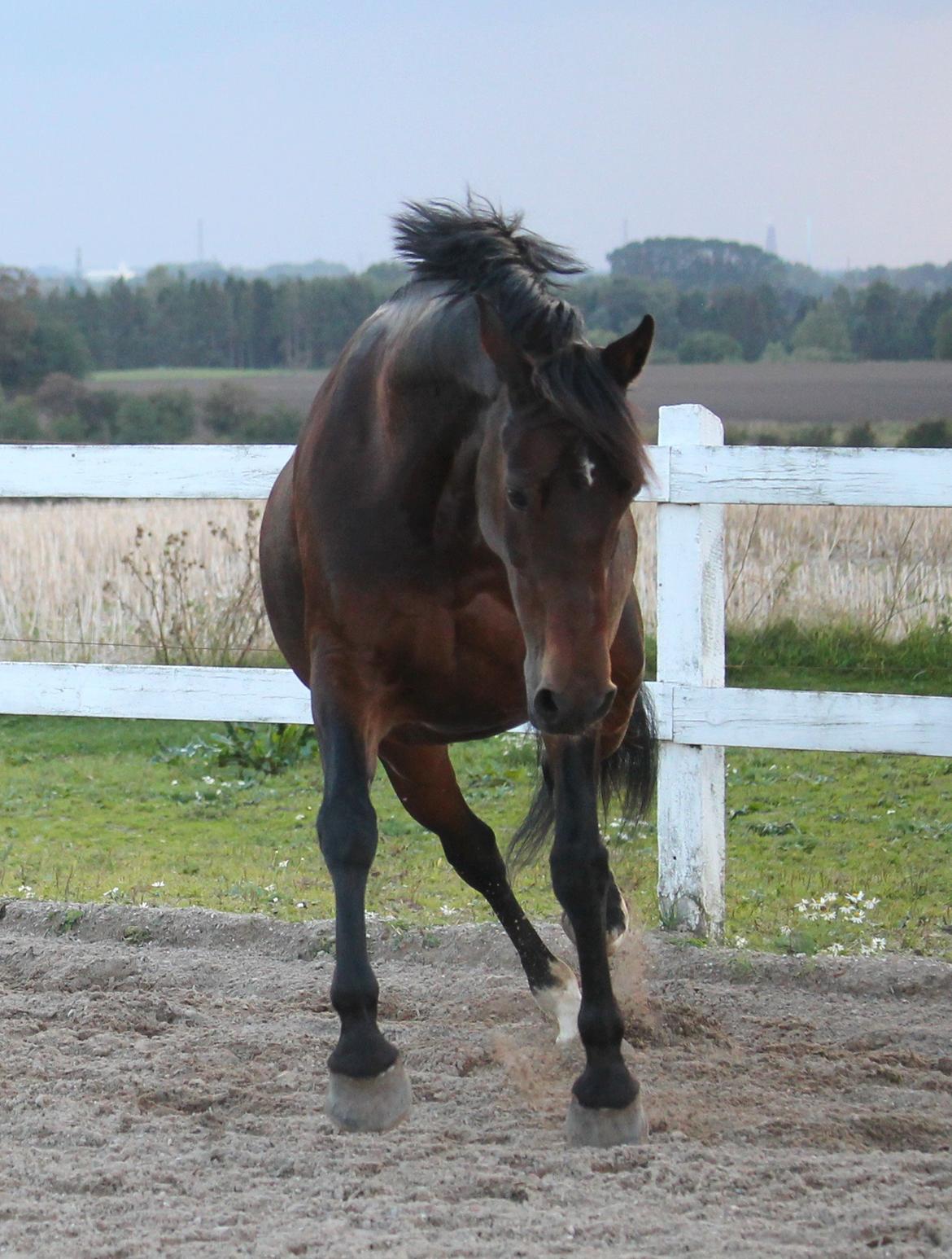 Welsh Cob (sec D) Avonvalley Lara-Croft billede 15
