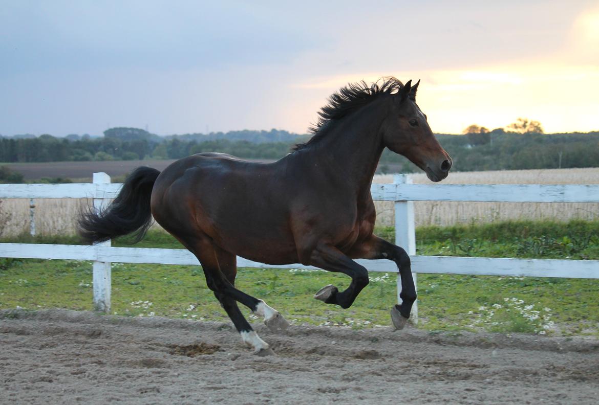 Welsh Cob (sec D) Avonvalley Lara-Croft billede 13