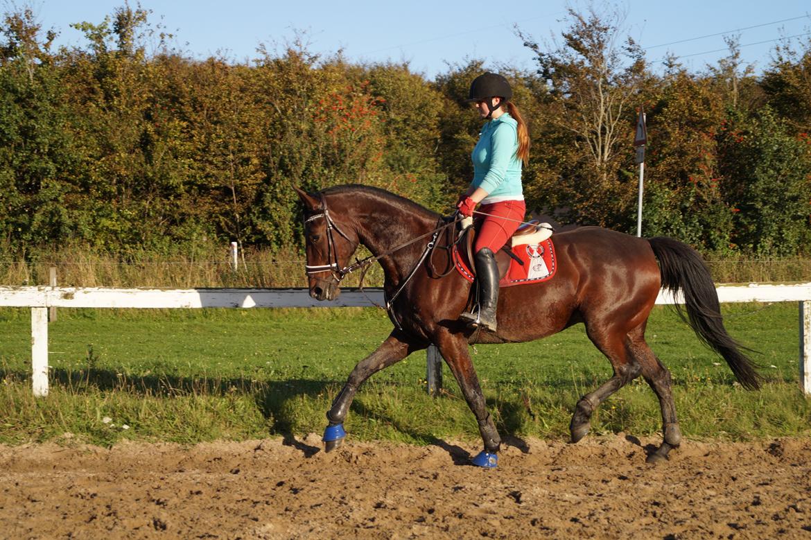 Traver Donna (prima Donna) billede 49