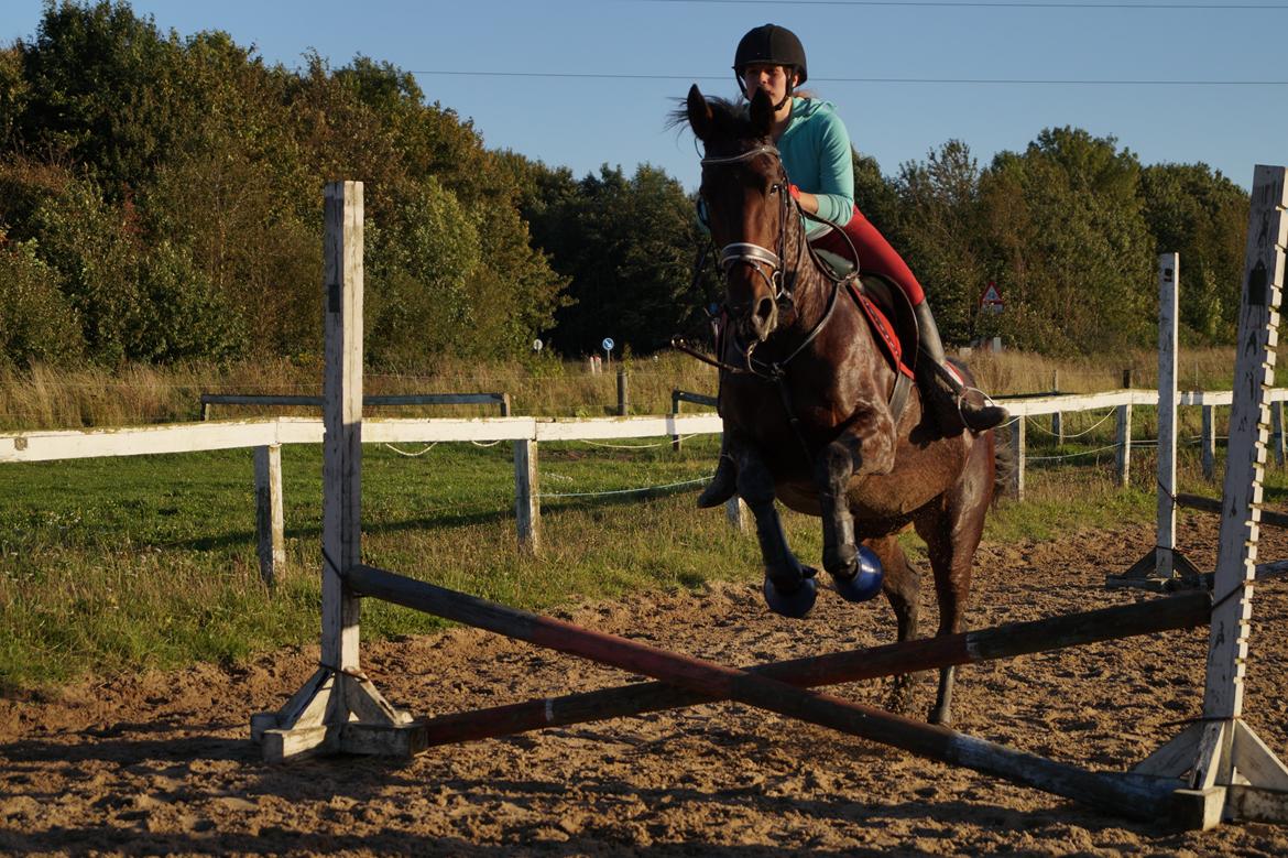 Traver Donna (prima Donna) billede 50