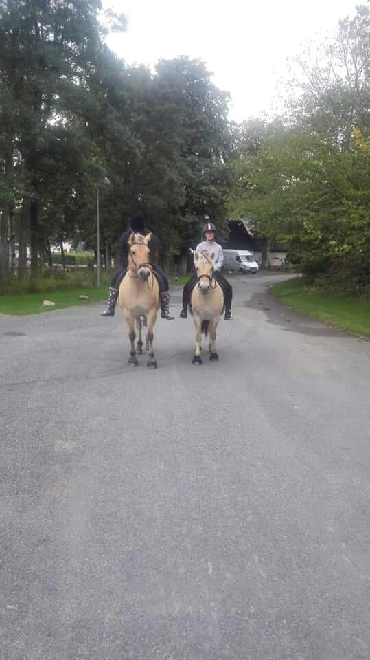 Anden særlig race Schagal - På tur med naboerne, sif og belinda :-) billede 8