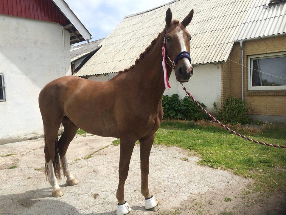 Dansk Varmblod Elektro billede 6