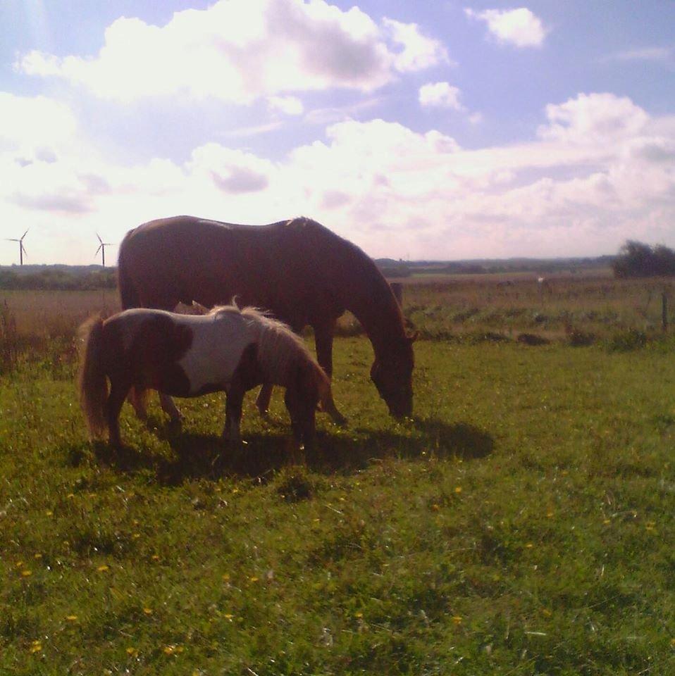 Dansk Varmblod Elektro - Elektro og hans bedste ven Tarzan:) billede 12