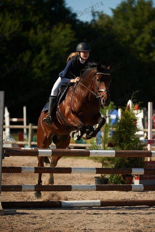 Lusitano Lipizzaner. Selbygårds Pillo Filippos - KAR open - 100cm 4 fejl billede 20