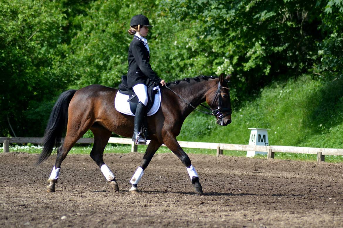 Tysk Sportspony Candy - Vores første stævne sammen:) billede 8